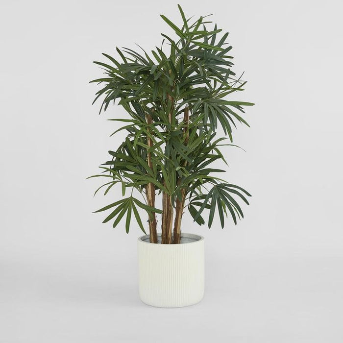 Raphis Palm Tree Thin Leaf 160cm
