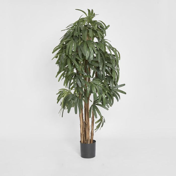 Rhapis Palm Tree Thin Leaf 180cm