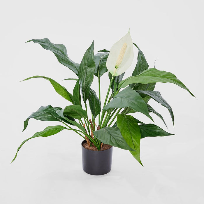 Spathiphyllum Lily Plant White 53cm
