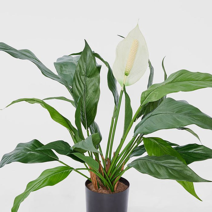Spathiphyllum Lily Plant White 53cm