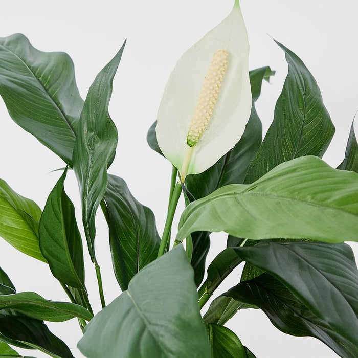 Spathiphyllum Lily Plant White 53cm