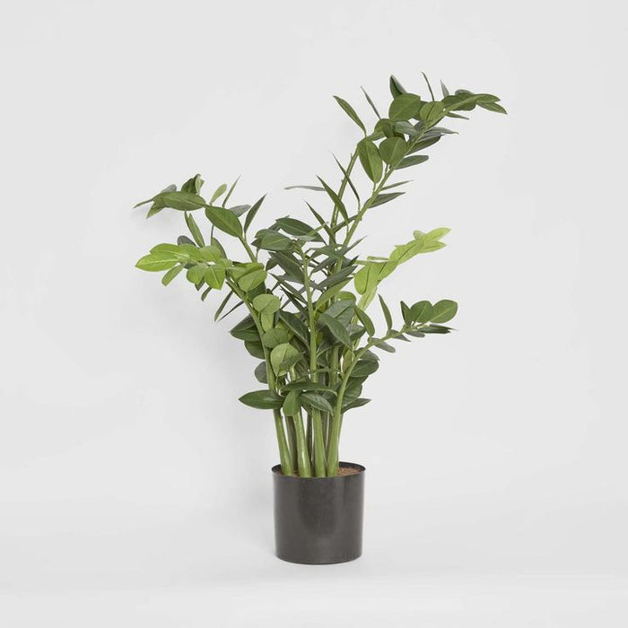 Smargago Plant 110cm