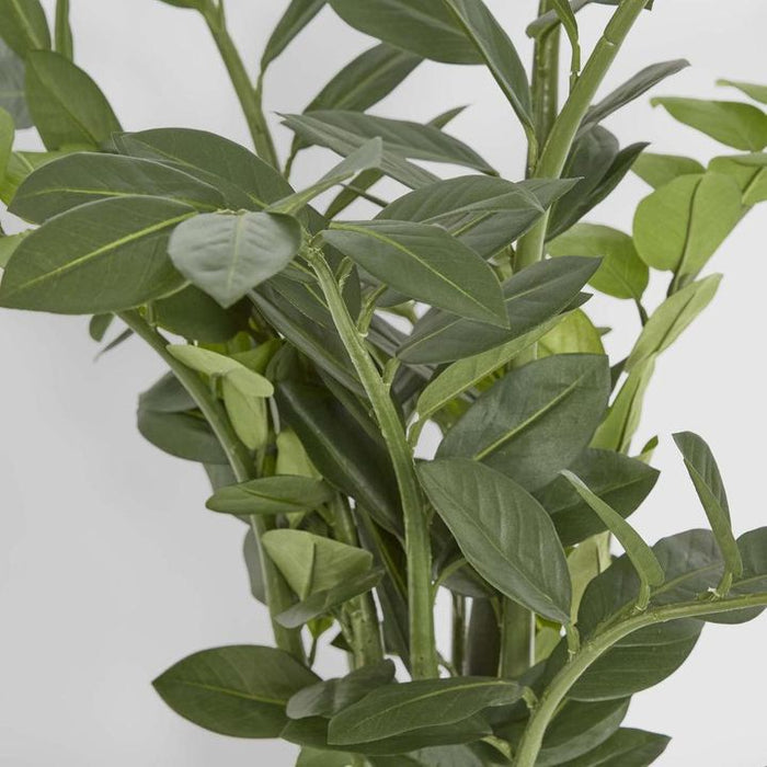 Smargago Plant 110cm