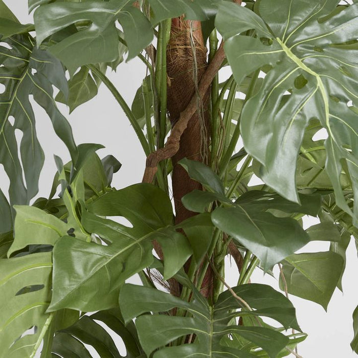 Split-Leaf Philodendron 150cm