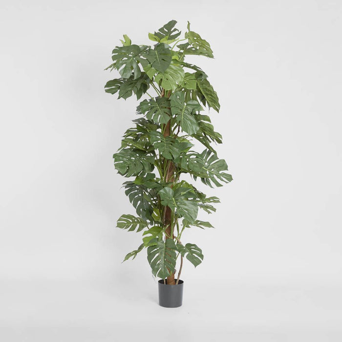 Split-Leaf Philodendron 180cm
