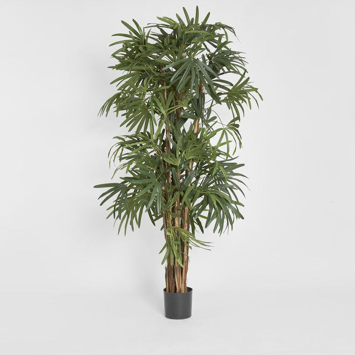 Rhapis Palm Tree Thin Leaf 200cm