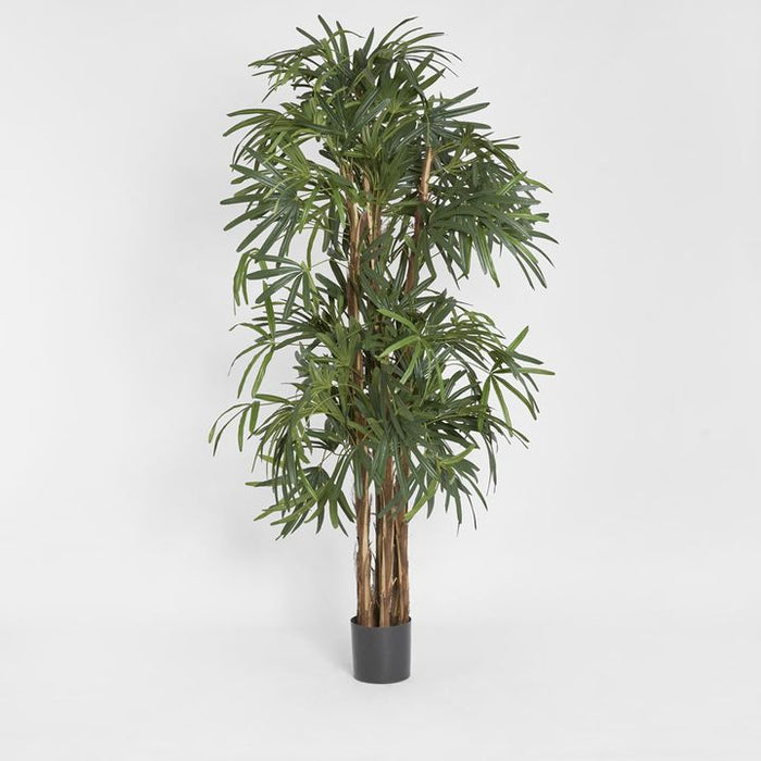 Rhapis Palm Tree Thin Leaf 200cm