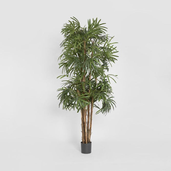Rhapis Palm Tree Thin Leaf 240cm