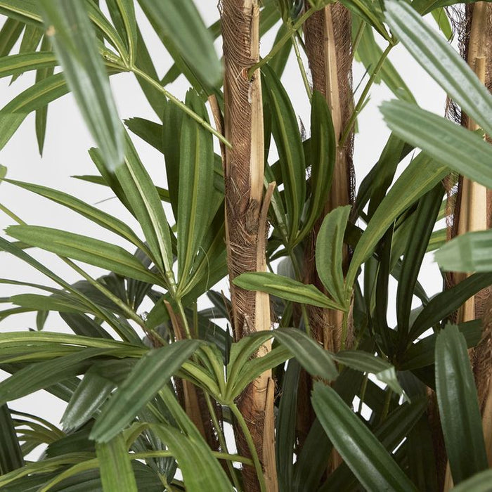 Rhapis Palm Tree Thin Leaf 240cm