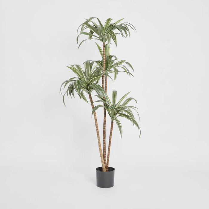 Variegated Dracaena 160cm