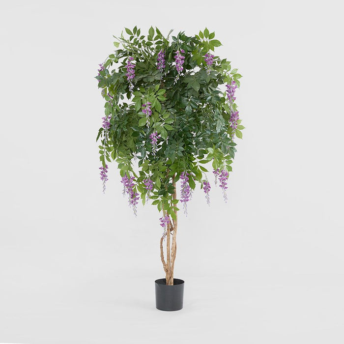 Wisteria Tree Purple 190cm