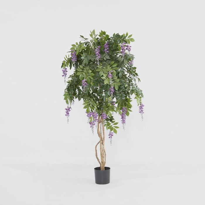 Wisteria Tree Purple 190cm
