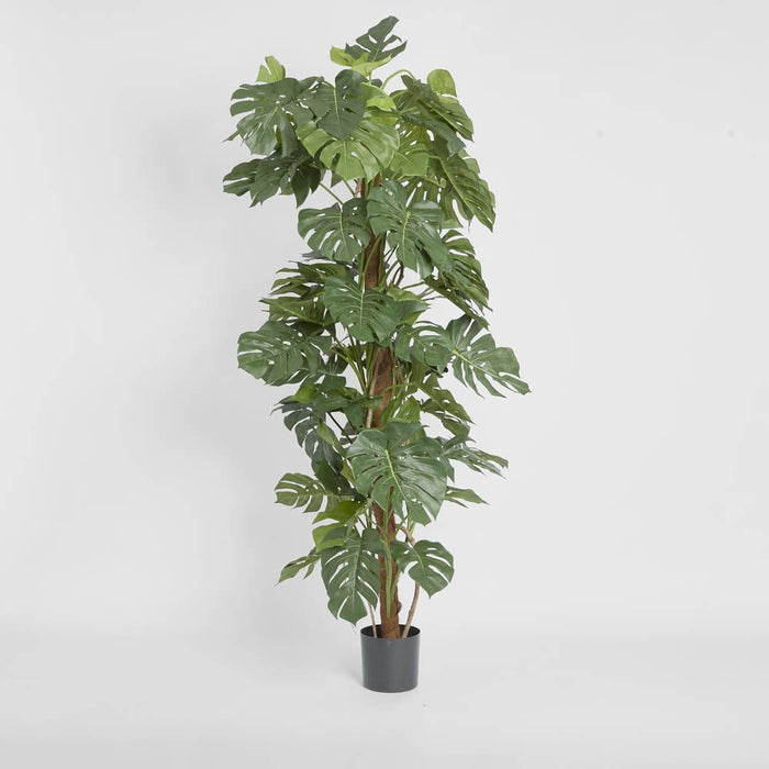 Split-Leaf Philodendron 190cm