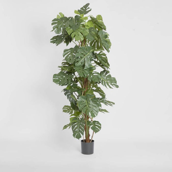 Split-Leaf Philodendron 190cm