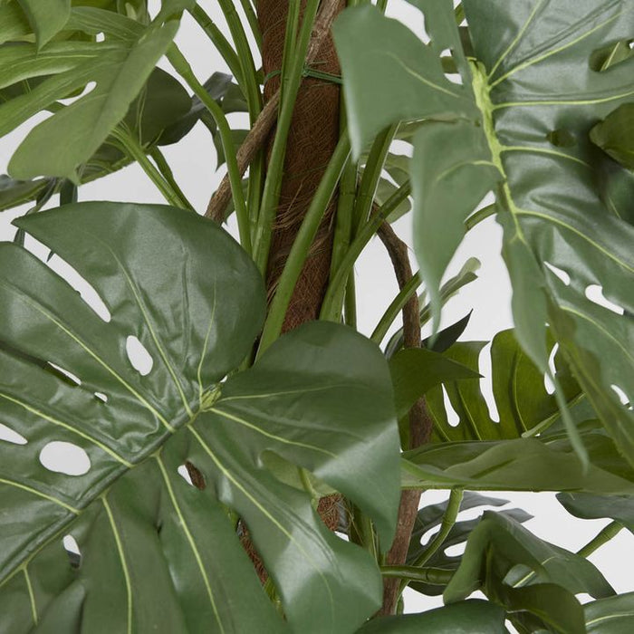 Split-Leaf Philodendron 190cm