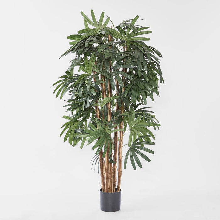 Rhapis Palm Tree Broad Leaf 180cm