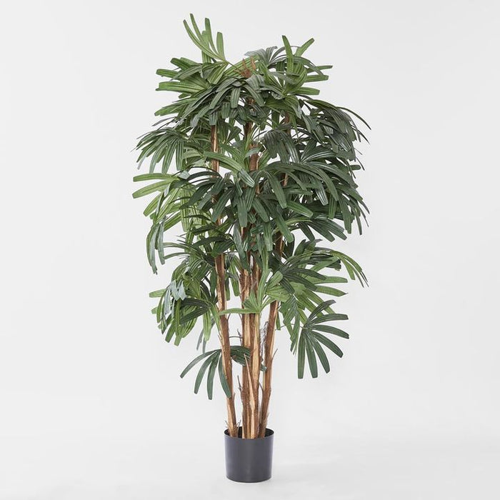 Rhapis Palm Tree Broad Leaf 180cm