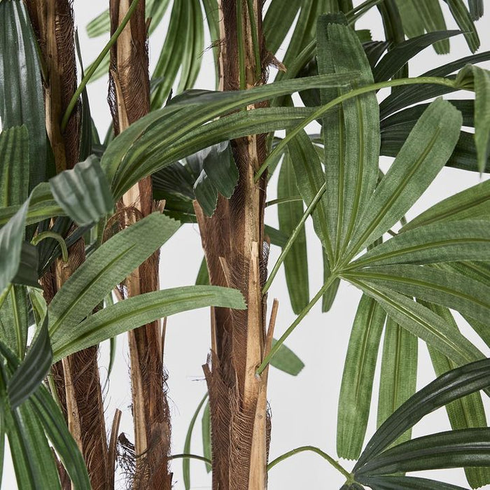Rhapis Palm Tree Broad Leaf 180cm