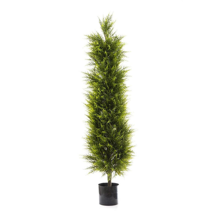 Cypress Pine Tree 150cm