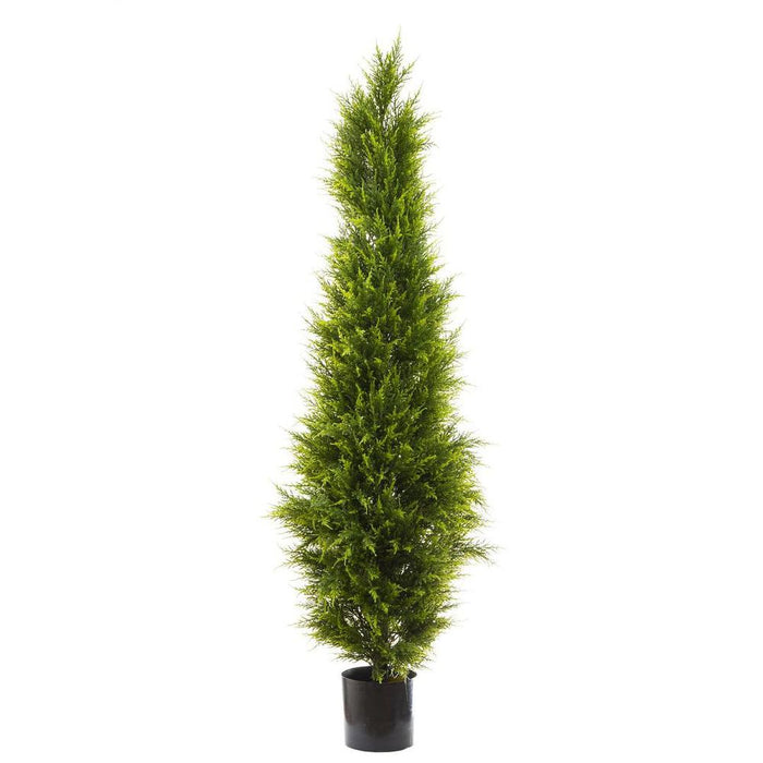 Cypress Pine Tree 180cm