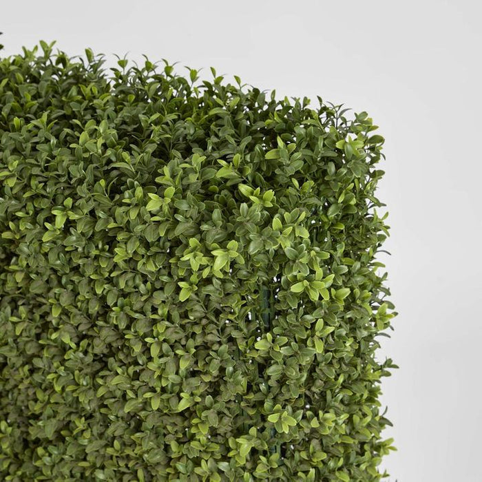 Boxwood Hedge 75x100cm