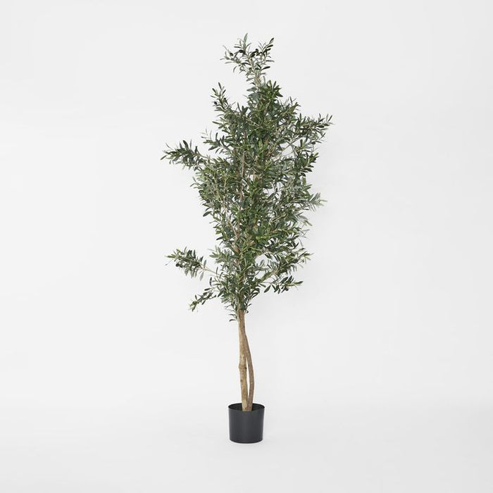 Olive Tree 200cm