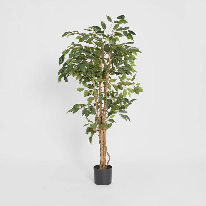 Ficus Tree 120cm