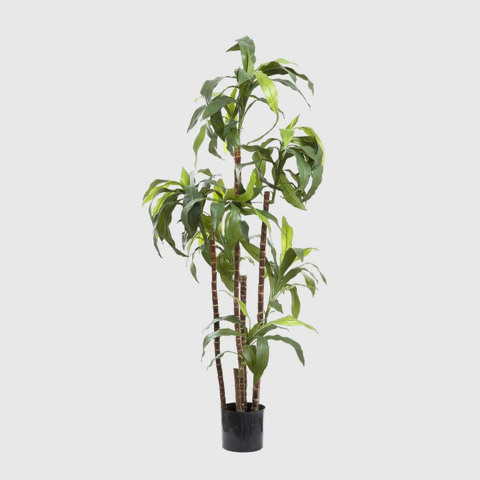 Dracaena Fragrans 8 Heads 150cm
