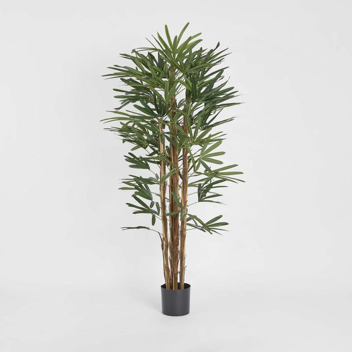 Rhapis Palm Tree Thin Leaf 170cm