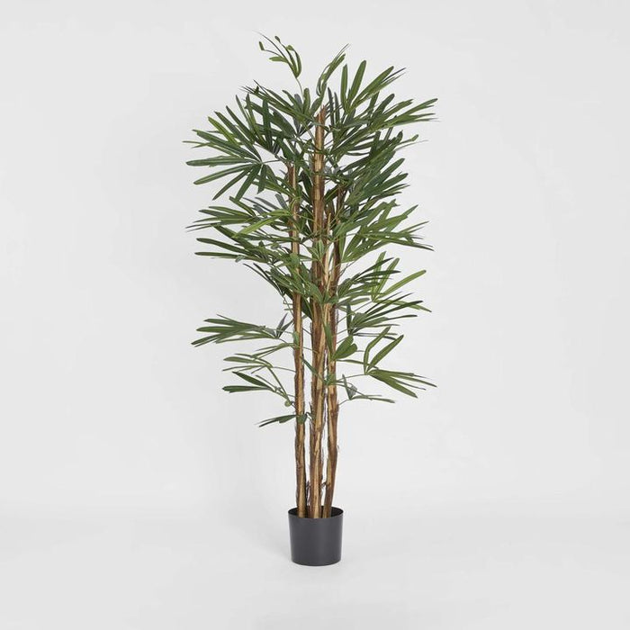 Rhapis Palm Tree Thin Leaf 170cm