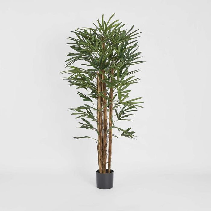 Rhapis Palm Tree Thin Leaf 170cm