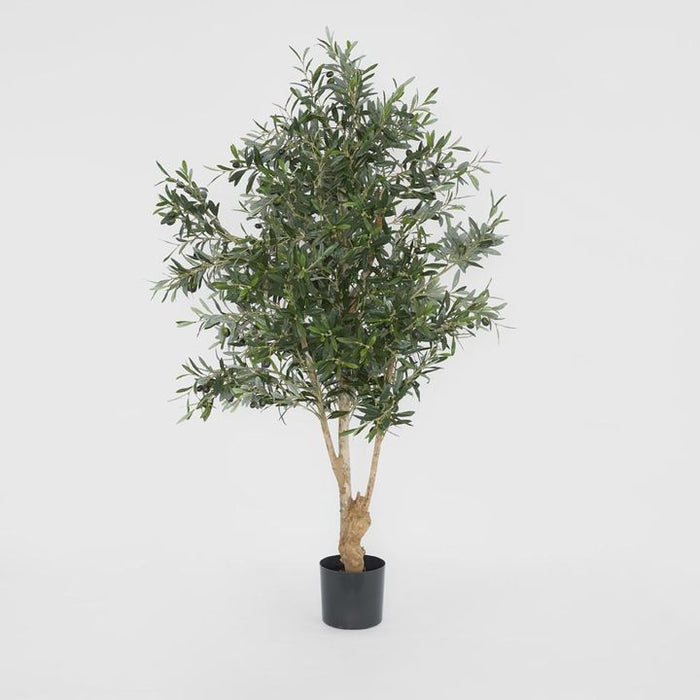 Olive Tree 150cm