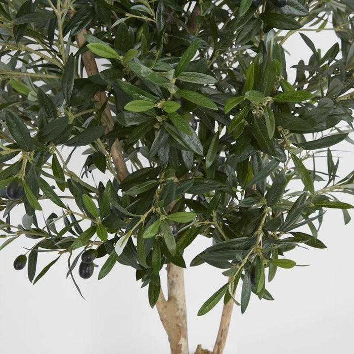 Olive Tree 150cm
