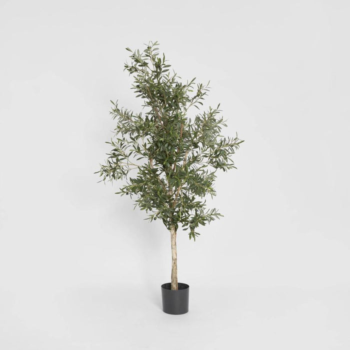 Olive Tree 170cm