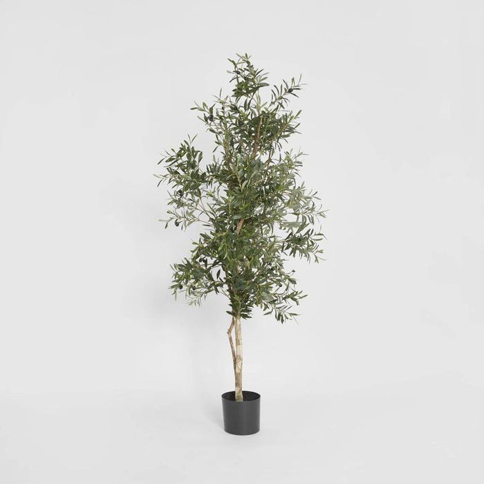 Olive Tree 170cm