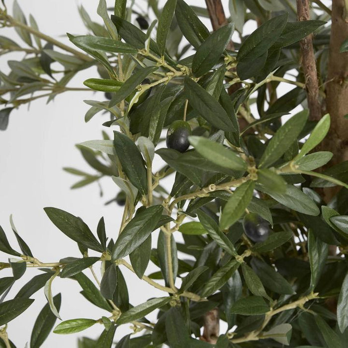 Olive Tree 170cm