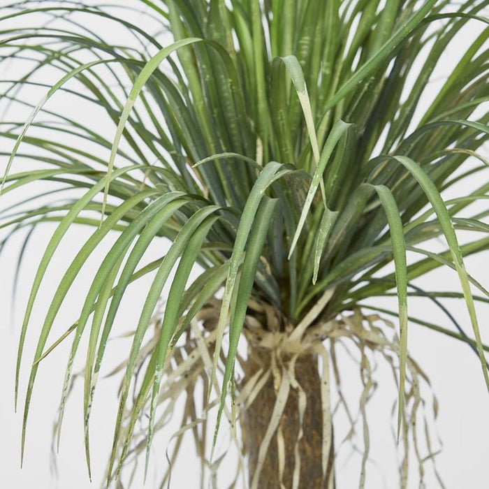 Phoenix Palm Tree 210cm