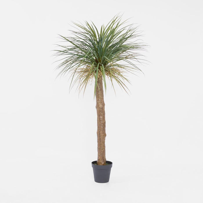 Grass Tree Large 200cm