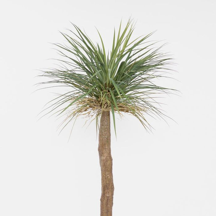 Grass Tree Large 200cm