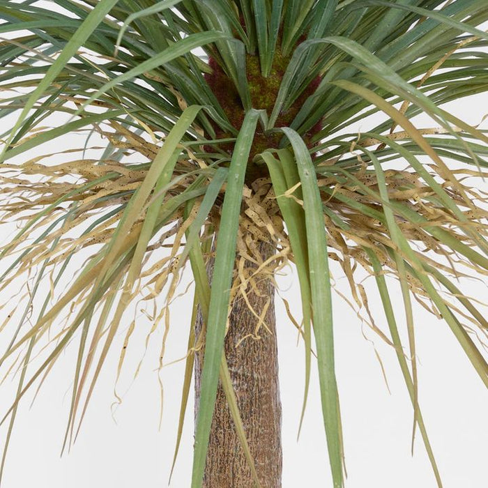 Grass Tree Large 200cm