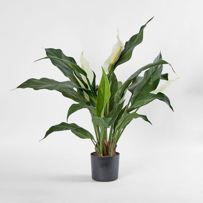 Spathiphyllum Lily Plant White 63cm