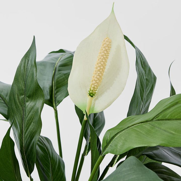 Spathiphyllum Lily Plant White 63cm