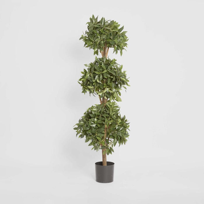 Sweet Bay Triple Ball Topiary Tree 170cm