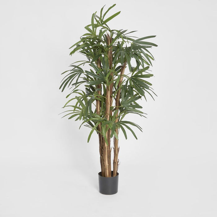 Rhapis Palm Tree 150cm