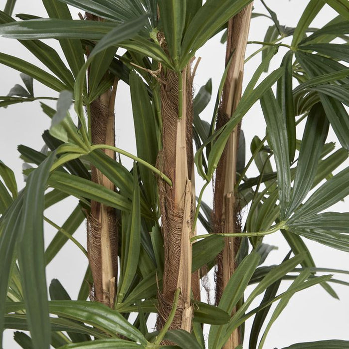 Rhapis Palm Tree 150cm