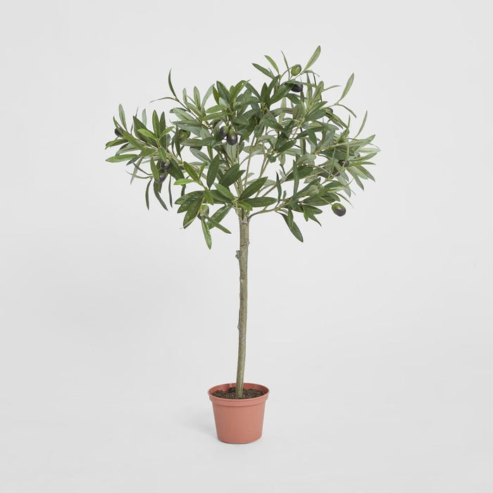 Olive Tree Topiary 65cm Set of 2