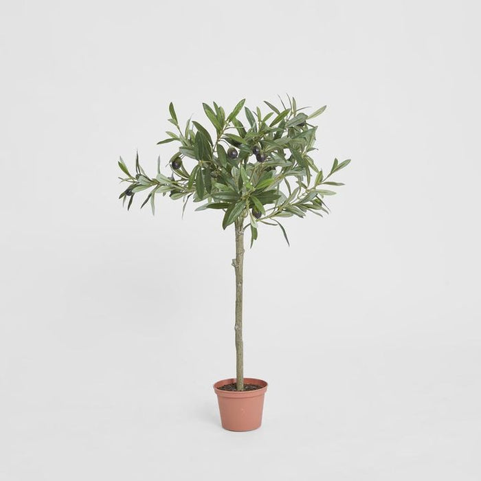 Olive Tree Topiary 65cm Set of 2