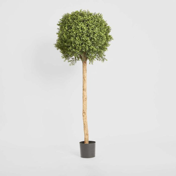 Boxwood Ball Topiary Tree 150cm