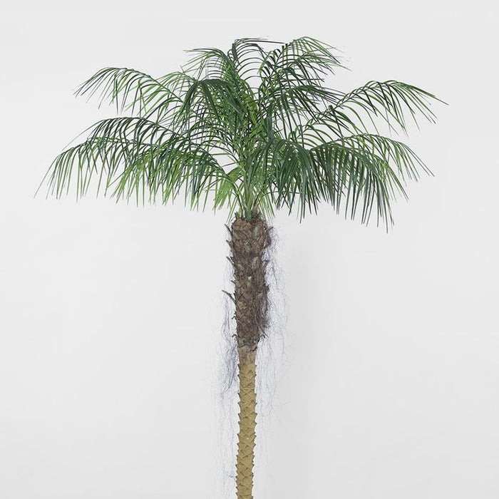 Phoenix Palm Tree 210cm