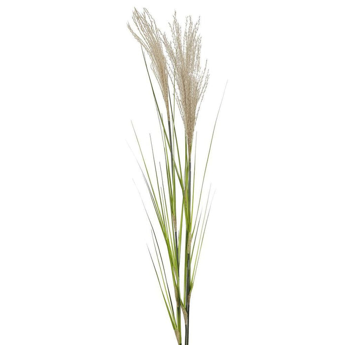 Pampas Grass Spray 110cm Pack of 12